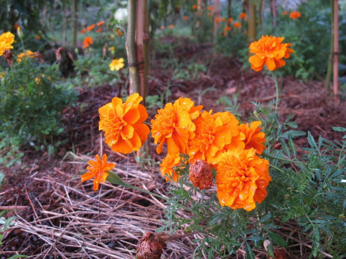 Cottage Poppy Tursac 외부 사진